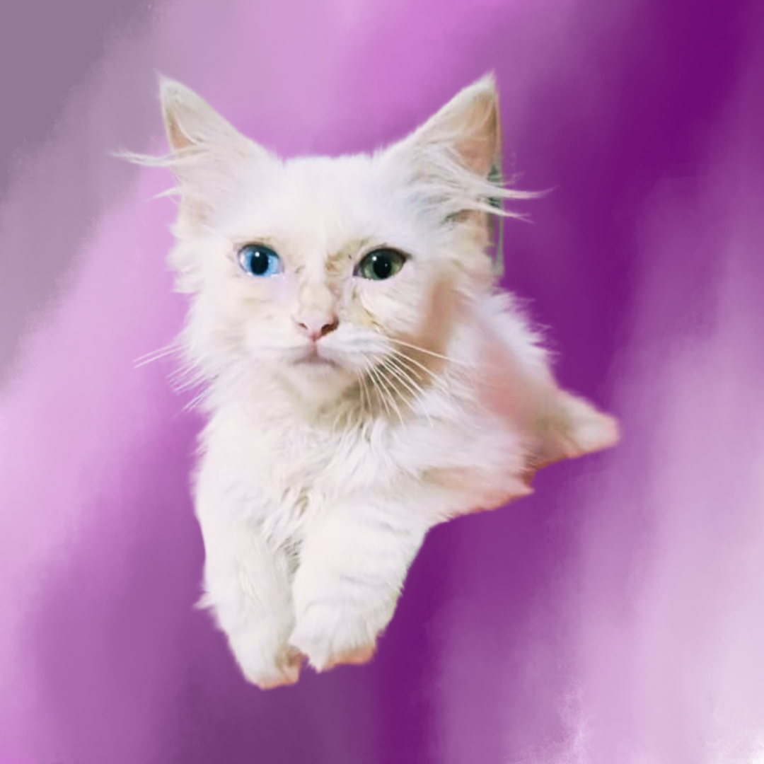 Turkish Angora kitten